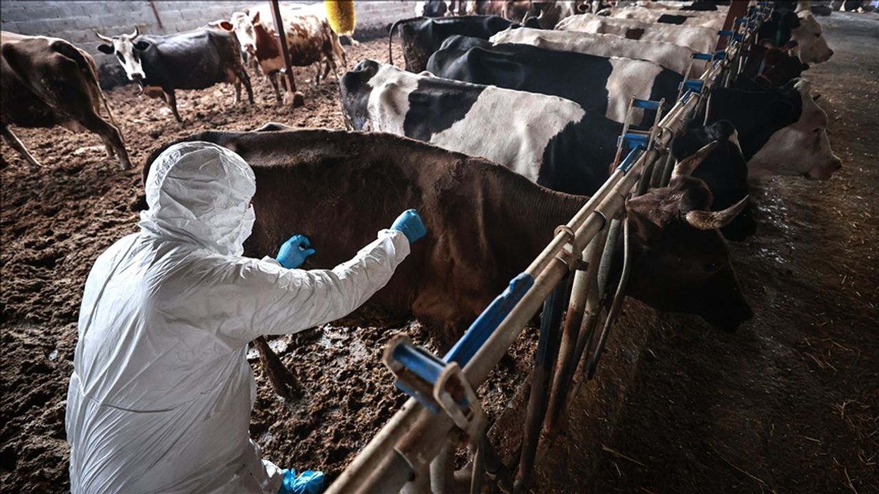 Tarım ve Orman Bakanlığı şap hastalığının kontrol altına alındığını bildirdi: