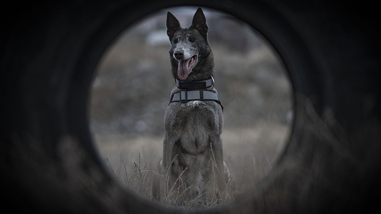 Türkiye’nin sayılı kadavra köpeklerinden Melo