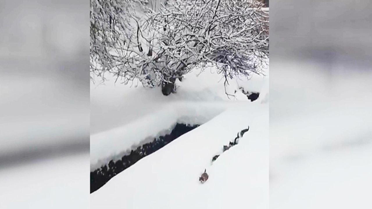 İmamın kedilere çağrısı