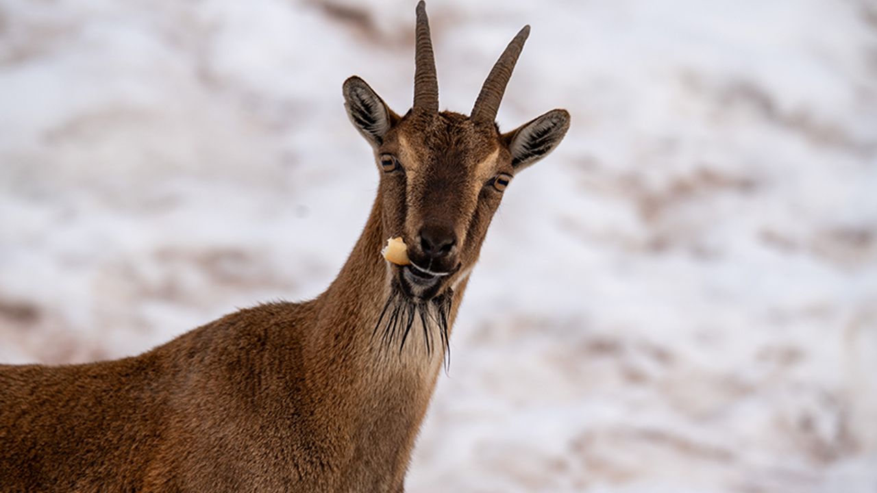 Adıyaman'da yaban keçileri görüntülendi