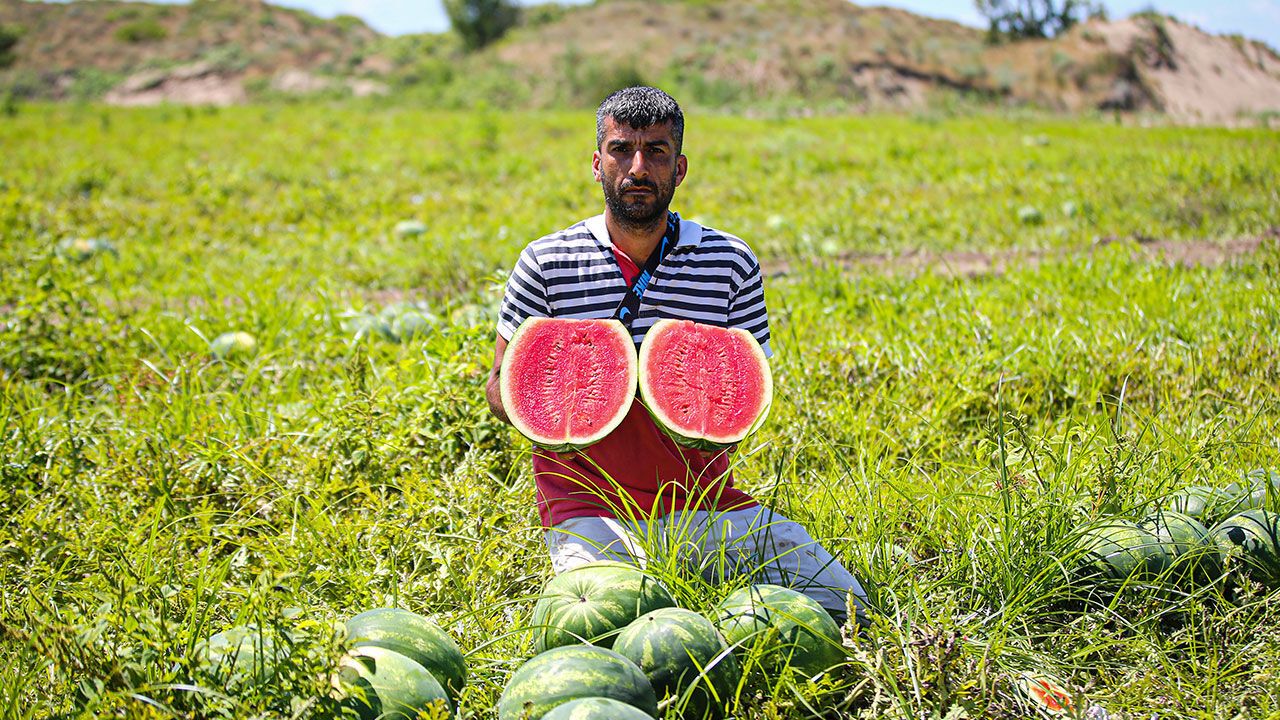 Tescilli Adana karpuzunda hasat bereketi
