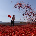 Gaziantep'te kırmızı biberler güneş altında kurutuluyor