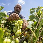 Adıyaman'da "Peygamber üzümü" hasadı başladı