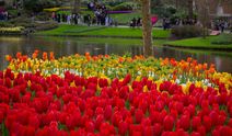 Hollanda'da dünyanın en büyük lale bahçelerinden Keukenhof, 77'inci kez ziyarete açıldı