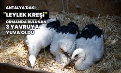 Antalya'daki "Leylek kreşi" ormanda bulunan 3 yavruya yuva oldu
