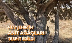 Nevşehir'in anıt ağaçları tespit edildi
