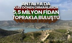 Antalya'da küle dönen ormanlarda 5,5 milyon fidan toprakla buluştu