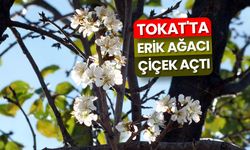 Tokat'ta erik ağacı çiçek açtı
