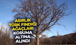 Asırlık Türk fındığı ağaçları koruma altına alındı