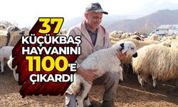 İstanbul'dan köyüne dönüp ailesinin 37 küçükbaş hayvanını 1100'e çıkardı