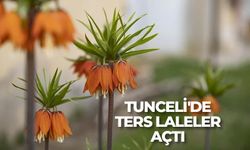 Tunceli'de ilkbaharın gelişiyle ters laleler açtı