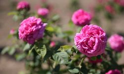 Osmanlı'nın "gül bahçesi" Edirne'de güller açacak