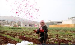 İdlib'deki gül bahçeleri, zorla yerinden edilen sivillere umut oluyor