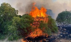 Gaziantep'te fıstık ve zeytin bahçelerinde çıkan yangına müdahale ediliyor