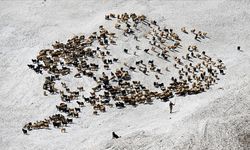Hakkari'de çobanlar, karlı arazileri aşarak küçükbaş hayvanları sağıma götürüyor