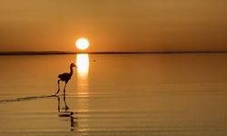 Tuz Gölü kuluçkalardan çıkan yavru flamingolarla şenlendi