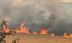 Uşak'ta tarım arazisinde çıkan yangın ormana sıçradı