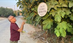 Antalyalı emekli, "incir yemek serbesttir" yazısıyla ikramda bulunuyor
