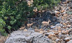 Hakkari'de koruma çalışmaları sayesinde yaban keçisi sayısı artıyor