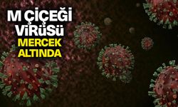 M çiçeği virüsü küresel mercek altında