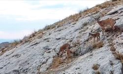 Malatya'da dağ keçileri dronla görüntülendi