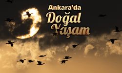 Ankara'da doğal yaşam