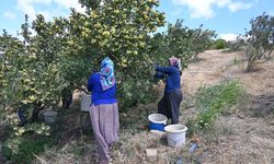 Hatay'da üretilen alıcın hasadına başlandı