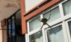 Karabük'te zehirli örümceklerden "argiope lobata" türüne rastlandı