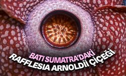 Batı Sumatra’daki nadir Rafflesia Arnoldii Çiçeği