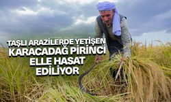 Taşlı arazilerde yetişen tescilli Karacadağ pirinci elle hasat ediliyor