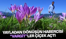 Yayladan dönüşün habercisi "vargit"ler çiçek açtı