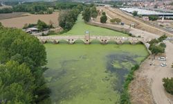 Tunca Nehri'ni "yeşile boyayan" yosun ve su mercimeklerinin yayılımı arttı