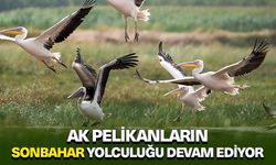 Ak pelikanların sonbahar yolculuğu devam ediyor