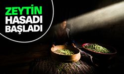 Mardin Derik'te zeytin hasadı başladı