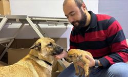 İstanbul'da sahipsiz köpek ölmek üzere olan yavrusunu veterinere getirdi