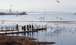 Türkiye üzerinden göç eden 490 kuş türünden 292'si Konya'daki sulak alanlara uğradı