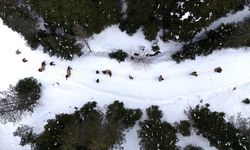 Kastamonu'da karlı yolları yaban hayvanları için aşıp doğaya yem bıraktılar