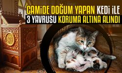 Camide doğum yapan kedi ile 3 yavrusu koruma altına alındı