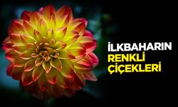 Ankara'da ilkbaharın renkli çiçekleri