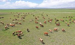 Kars'ın mera ve yaylalarından Türkiye'nin dört bir yanına kurbanlık gönderiliyor