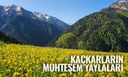 Kaçkarların muhteşem yaylaları
