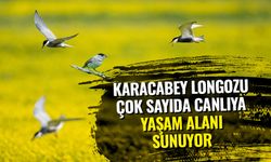 Karacabey Longozu çok sayıda canlıya yaşam alanı sunuyor