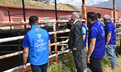 TDV, Van'da 6 bin 825 hisse kurbanlığın kesimine başladı
