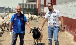 Türkiye Diyanet Vakfı, Konya'da 4 bin 25 kurban hissesinin etini ihtiyaç sahiplerine ulaştıracak