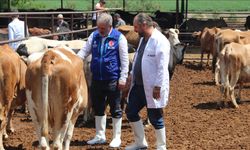 TDV, Diyarbakır'da 4 bin 25 kurban hissesinin etini ihtiyaç sahiplerine ulaştıracak