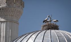 Cami tepesinde hilalin yanında yuva yapan leylek ailesi mahallenin neşesi oldu