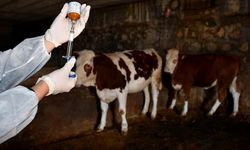 Şap hastalığının yeni serotipine karşı üretilen 6 milyon doz aşı sahaya sevk edildi