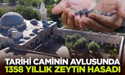 Tarihi caminin avlusundaki 1358 yaşındaki zeytin ağacında hasat zamanı