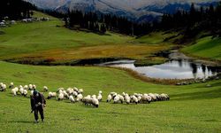 Hayvancılık desteklemelerinin uygulanmasında düzenlemeye gidildi