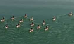 Kuş cenneti Erçek Gölü yaban kazlarına ev sahipliği yapıyor